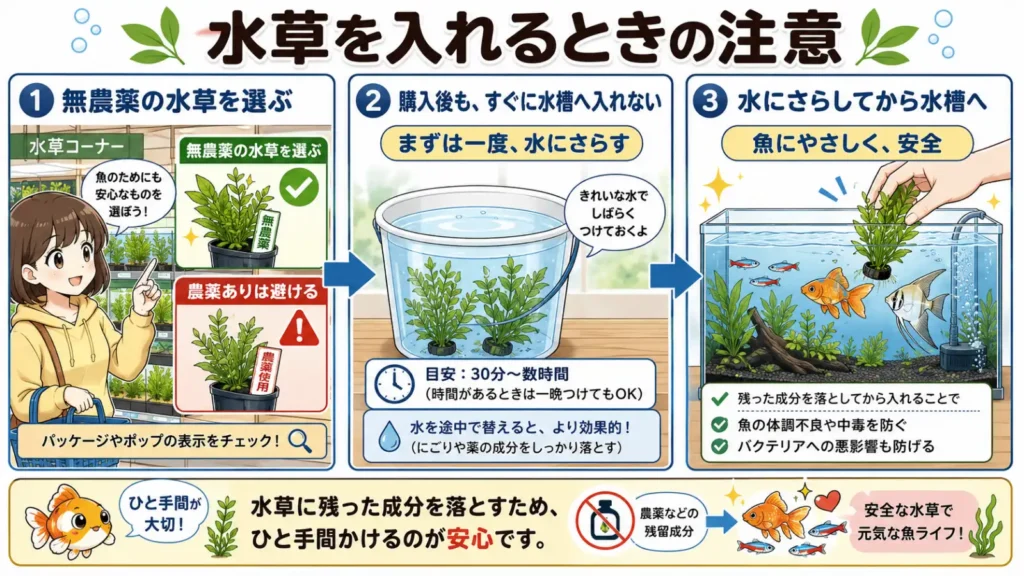 水草を水槽に入れる際の注意点を、3ステップで解説した横長の図解漫画です。左の場面では、店頭で「無農薬」と表示された水草を選び、農薬使用の水草は避けるよう案内しています。中央では、購入した水草をすぐ水槽へ入れず、清潔な水に30分から数時間ほどさらす様子を描いています。右の場面では、水にさらした水草を魚のいる水槽へ入れ、安全に導入する流れを説明しています。全体に青・緑・黄色を基調とした明るいデザインで、チェックマークや矢印を使い、初心者にも分かりやすく構成されています。