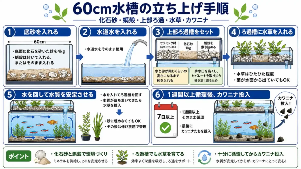 「60cm水槽の立ち上げ手順」を6段階で説明した横長の図解です。最初に水槽の底へ化石を砕いた砂4kgと蛎殻を入れ、水道水を注ぎます。次に、上部ろ過槽へセラミック材、化石砂1kg、蛎殻を敷き詰め、排水口の高さを調整して水草を配置します。
その後、ろ過機を回して水を循環させ、水質が落ち着いてから水槽内にも水草を投入します。水草は砂に埋めず、そのまま成長させる方法として描かれています。最後に、7日以上循環させたあと、カワニナを水槽へ投入する流れです。
全体は青と緑を基調とした明るいデザインで、水槽や上部ろ過槽の断面図、矢印、カレンダー、カワニナのイラストを使い、初心者にも工程が分かりやすい構成になっています。