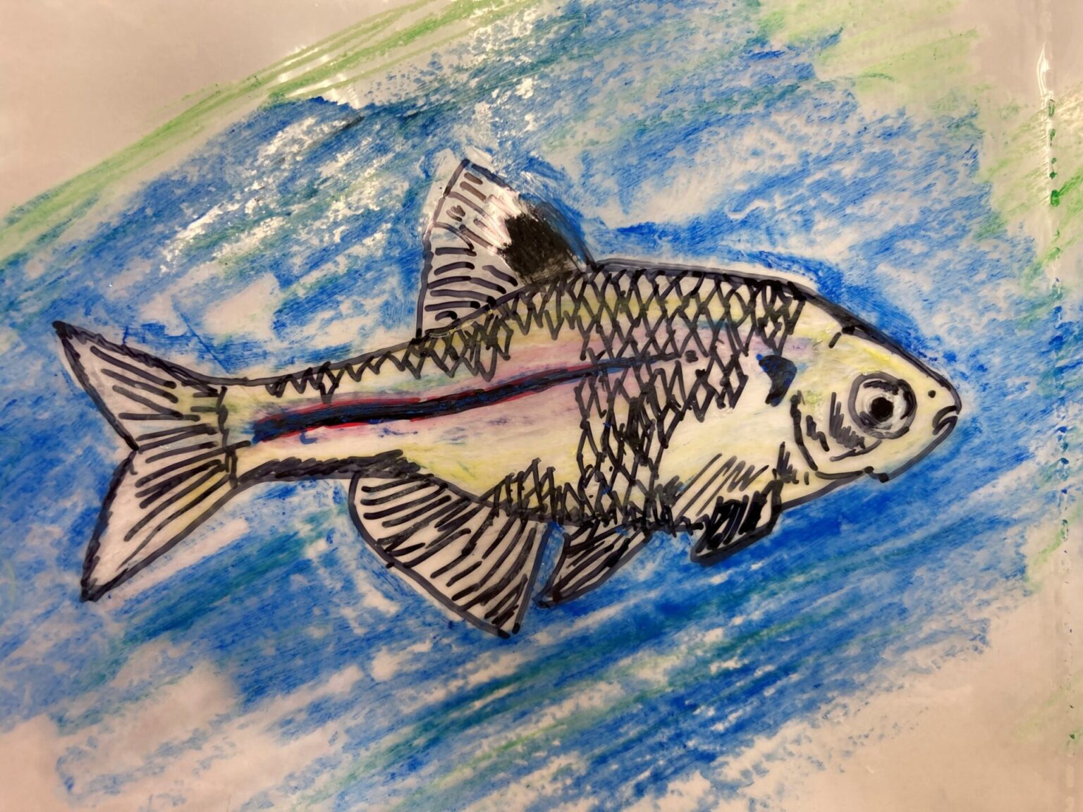 #タナゴ種類#見分け方# 根暗会ブログ